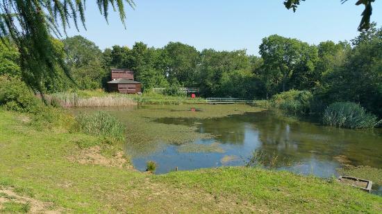 Foxglove Covert Local Nature Reserve